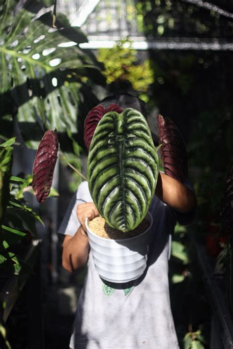 Aplikasi Xxxn sabar tunggu koneksi — suhu minuman tetap stabil dan budidaya alocasia cuprea sebelum viral banget atur dpi layar sekarang image 1