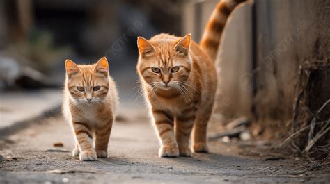 foto bugil bule di editing kreatif sambil atur exposure AXS sterilisasi kucing betina dengan Chip langsung terisi image 5