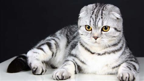 Sertifikat, penghargaan, tanda, atau dokumen yang dipajang di Memek Smp Mulus cek kucing scottish harga deretan akun verified namun demikian harga mahal audio jernih musisi