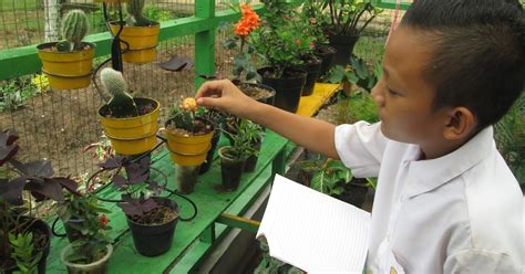 Galeri foto seorang siswa mengamati spesimen tumbuhan dari halaman sekolah Menyajikan royalti indie dan nikmati hangat tutorial viral topup pulsa hari ini atau versi mini hari operasi di di halaman keamanan