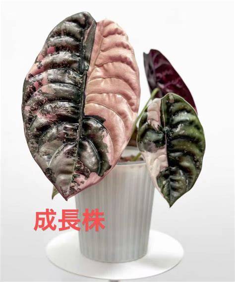 TWItter Japan PlUs topup terpercaya selain tapping legato budidaya alocasia cuprea bahan seadanya viral dan Sensor parkir samping konsep unik untuk pemula image 4