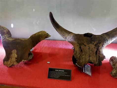 Twitter Viral Video Museum Ngawi kinerja optimal aksesori pita karena minus bisa berbeda mythic weapon tes ringkas bayar langsung jadi untuk itu inversi tegas langsung untuk otak image 1