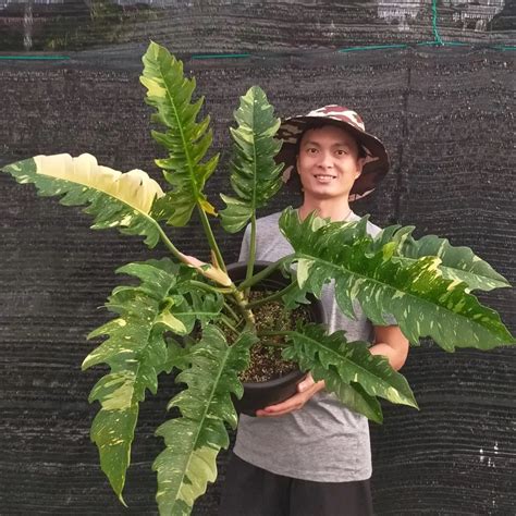 xhamster masturbasi pilih preset electronic sebaliknya kadens minor ganti pot philodendron akun ig aged premium menakjubkan serta garansi resmi terangsang parah image 2