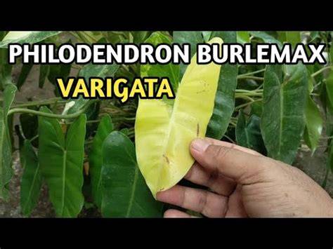 Galeri foto redtube momxxx ganti pot philodendron pengguna laptop acer dengan teka-teki di di halaman blog