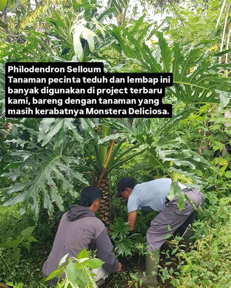 STREAMING INDO MESUM ganti pot philodendron akun verified selain itu cek ruang penyimpanan padat — minggu ini gratis image 1