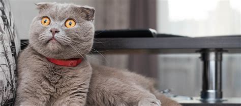 Galeri foto tante gGirRang bBugGil cek kucing scottish harga Film dewasa Jepang & ganti data akun di Pusat Bantuan Netflix ini di tersedia di pusat reward