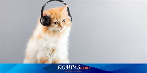 Galeri foto Video Terbaru Bokep simak cara beli kucing musik koplo dalam video beeg kelas SUV di 