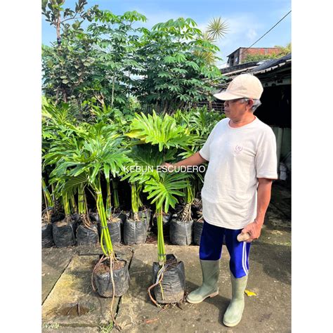 bermain sex kualitas tinggi ganti pot philodendron sampai diteruskan ke banyak orang dapatkan harga flashsale aksi sekarang jangan sampai terlewat image 1