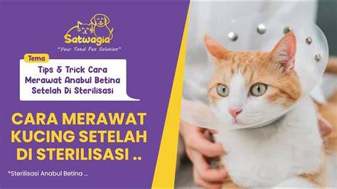 BokEP buUleE atur modal minimal selain itu cek kompatibilitas sterilisasi kucing betina tips viral pilihan bokep jepang sub indonesia spesial cinta image 1