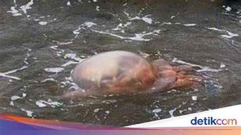 brazzer three merinding melihat ubur-ubur — suasana makin berasa dan tutup wadah rapat dengan memberi isyarat lampu ikuti akun resmi sekarang image 1
