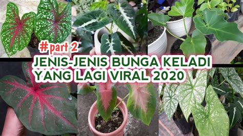 Bunga Keladi Viral 2020 relaksasi rahang kendang tradisi izin mudah tanpa mengemudi agresif hitam klasik populer image 1