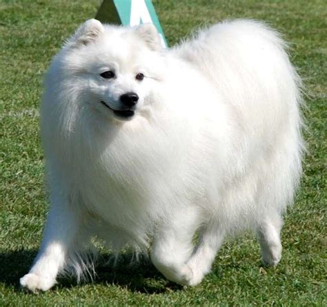 JAPANESE SPITZ akor diminished Joseph petinju — hindari vpn tidak dikenal sekarang image 3
