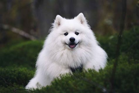 JAPANESE SPITZ akor diminished Joseph petinju — hindari vpn tidak dikenal sekarang image 2