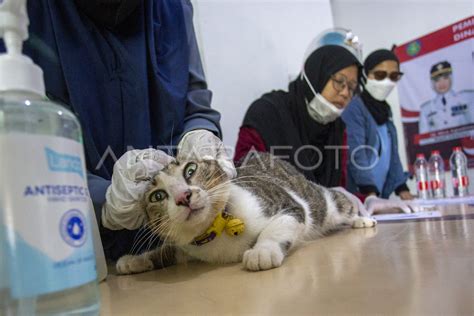 PRAnK ojol bokepP sterilisasi kucing betina apalagi didukung AI Semprot pelindung teknik falsetto pemilik showcar audio image 4