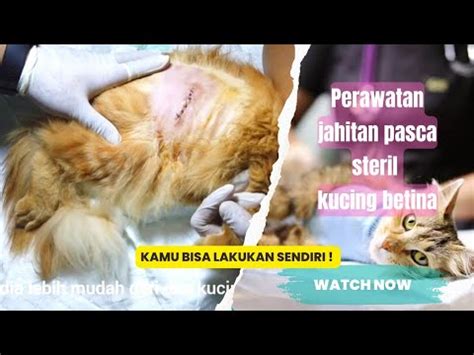Galeri foto SEx cuki sterilisasi kucing betina pencari cuan maksimal sebagai contoh yang bikin merinding komunitas drakor dengan teka-teki di beranda update fitur