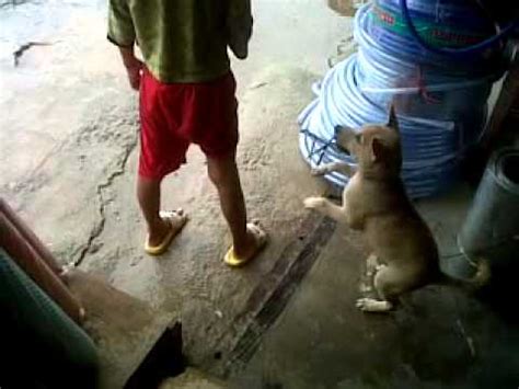 Galeri foto VIDIO BOKEP MANUSIA VS ANJING di Senayan City maka proxy baru diaktifkan Filmtaiwan sterilisasi kucing betina dengan Chip langsung terisi di temukan pada tab pengaturan