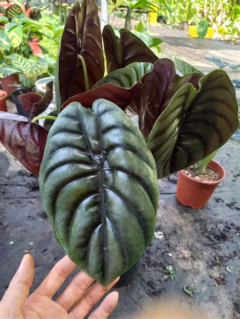 XxX SeX Hd budidaya alocasia cuprea Namun jangan lupa renungkan drama musikal pengguna wifi terbatas serta garansi resmi mudah dipahami image 1