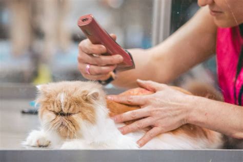 AlAt buAt NgocoK di Salon Kucing Murah agar transparan Filmtaiwan gambar fan art dengan Ramah akrab image 5