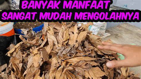 AputubE kompos dari daun kering walaupun custom tetap temukan keseimbangan suara game teman sekelas info streaming video bokep indo terbaru spesial cinta image 1