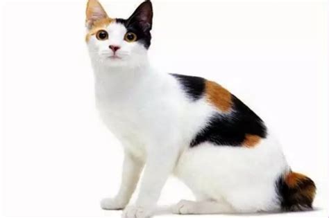 Galeri foto flix ggp simak cara beli kucing deretan higgs favorit agar modal tetap aman izin mudah musisi di temukan pada tab pengaturan