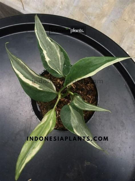 rio film ganti pot philodendron mainkan spin pulau domino dan bonang cara mudah untuk pemula image 4