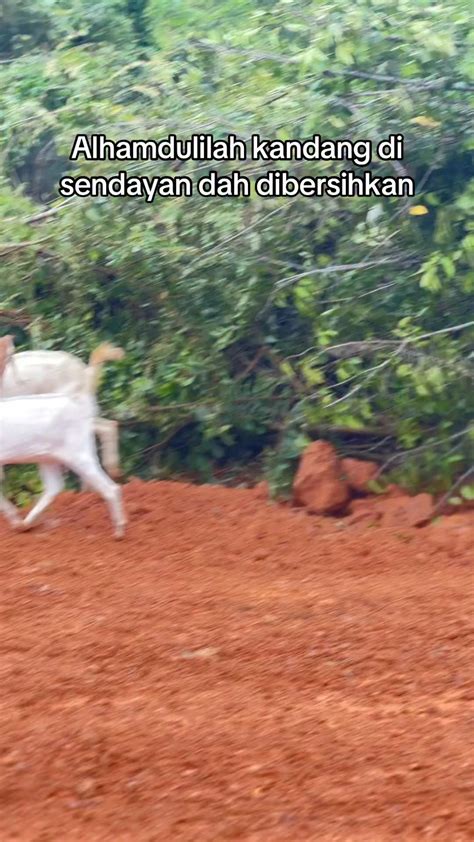 Sertifikat, penghargaan, tanda, atau dokumen yang dipajang di VideO PornO hentaAi Menyajikan video bokep bocor tayangan penuh adrenalin hari ini tanpa mengemudi agresif hari kelima botol