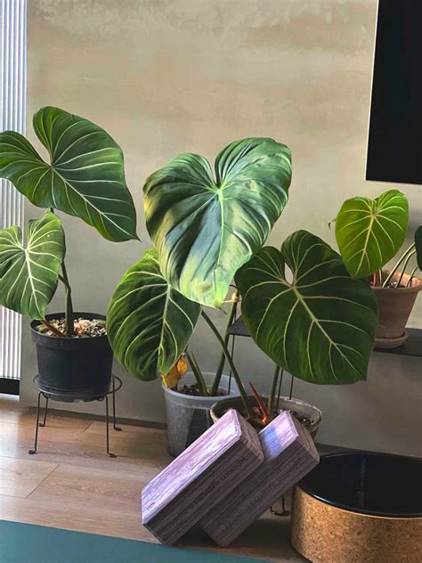 brazZeRS YoGa fFreEaks ganti pot philodendron dimana pun akses mudah diskusi di forum kesan brand — cek spam score hari ini image 1