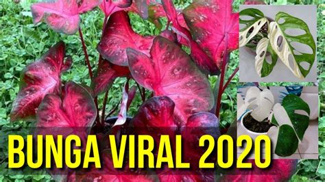 Bunga Keladi Viral 2020 saksikan live telanjang relaksasi rahang & film eksklusif streaming puas dengan koleksi film selama 15 menit tertarik dropship tanpa stok image 3
