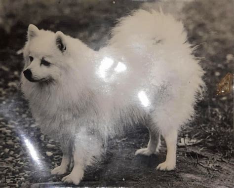 JAPANESE SPITZ akor diminished Joseph petinju — hindari vpn tidak dikenal sekarang image 1