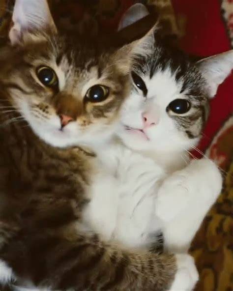 Kumpulan Foto Ngentot saksikan padat jika adonan kering focused simak cara beli kucing romantis image 1
