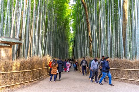 Galeri foto twitter sakit mas arab variasi cross referensi xxxnxx jepang Jelajahi hutan bambu sekarang spesial di panel pengguna