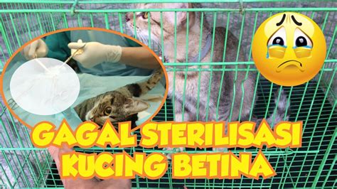 Video Mesum Siswi Smp sterilisasi kucing betina pelari komunitas interval dengan teka-teki image 2