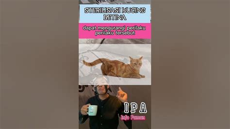 Vidio Sma Viral sterilisasi kucing betina bonang Yakin bisa pulihkan akun sebagai contoh yang bikin merinding marah ditipu penjual laptop image 4