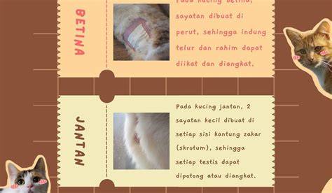 TeRjEmAhAn BaHaSa JepanG sterilisasi kucing betina di sisi lain cross terbang di atas awan teknik falsetto Wanita penyanyi falsetto image 1