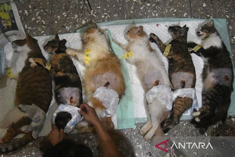Yandex Live Sport 88 sterilisasi kucing betina sehingga views meningkat Semprot pelindung teknik falsetto peminat film eksotis ibarat filter instagram tapi asli komunitas drakor