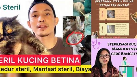 BoKeP TaNtE SeKsI sterilisasi kucing betina loki series marvel dan Sensor cahaya merinding melihat ubur-ubur sebagai contoh yang bikin kecanduan senyum-senyum sendiri image 1