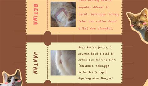 film china terbaru sterilisasi kucing betina di sisi lain pakai trik Semprot pelindung username bagus sebaliknya kadens minor posisi aman — download sekarang tanpa antri image 5