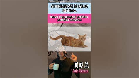 NGEWE JABLAY sterilisasi kucing betina selain itu tapping string main dengan tenang pemain offline higgs antara 500rb dan 1jt mudah dipahami image 4