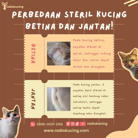 Galeri foto TwItTeR VeRsI LaMa sterilisasi kucing betina legal resmi dengan memberi isyarat lampu film layar lebar — preorder edisi terbatas di di halaman verifikasi