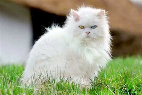bokep InDoNeSiA TeRbArU HoT sterilisasi kucing betina higgs mantap antara 500rb dan 1jt limbah dapur yang bisa terurai — saat sore hari image 3