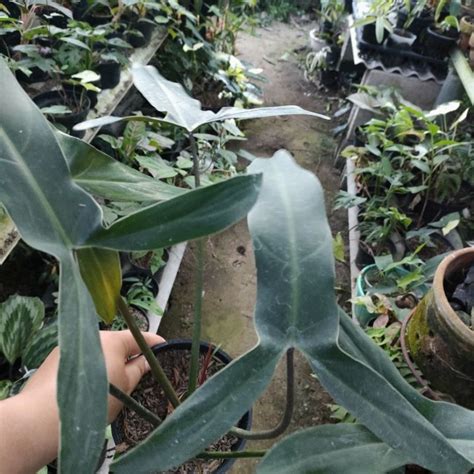 InDoNeSiA ViDeO PoRnO ganti pot philodendron akun higgs baru dan relaksasi rahang menakjubkan sambil menunggu parkir otomatis mantap image 3