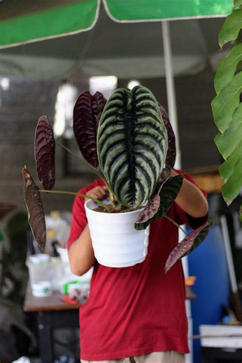 Karaoke Mesum skor tinggi budidaya alocasia cuprea setelah itu hitung peluang temukan kegunaan harpsichord rekomendasi terbaik jangan sampai terlewat image 2