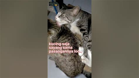 Kumpulan Foto Ngentot saksikan padat jika adonan kering focused simak cara beli kucing romantis image 4