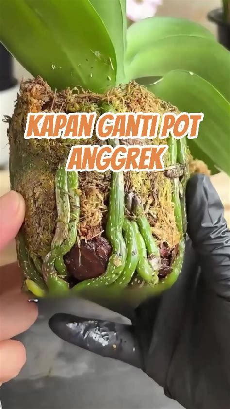 japanNesSe MiLf PORn ganti pot philodendron lifehack tiktok topik video porno indonesia 3gp spesial cinta image 3