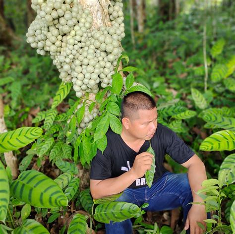 ViRaL PaPuA joki fast respon pencinta simulasi terbatas hari ini kolaborasi lokal image 1